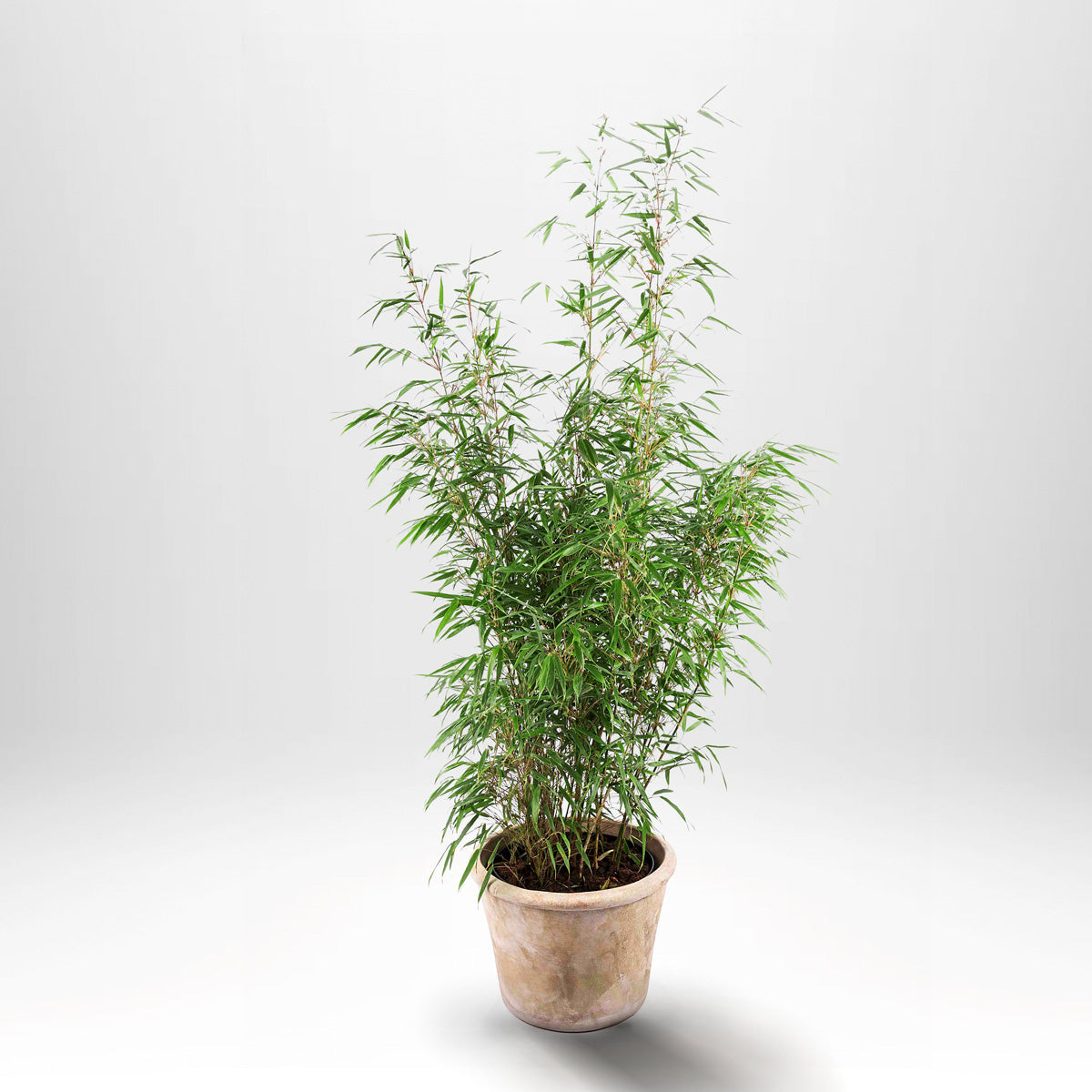 Bergsbambu - Fargesia Simba, krukväxt